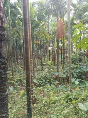 পাকা রাস্তার পাশে জমি বিক্রি হবে৷