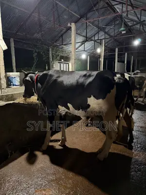 Khamar Upojogi Shar Basur