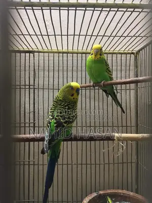 1 Pair of Running Birds with Eggs