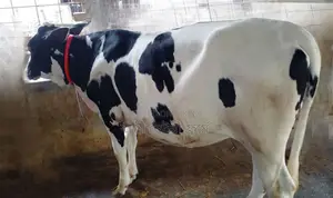 ১৫১২ নং বকনা বাছুর ।