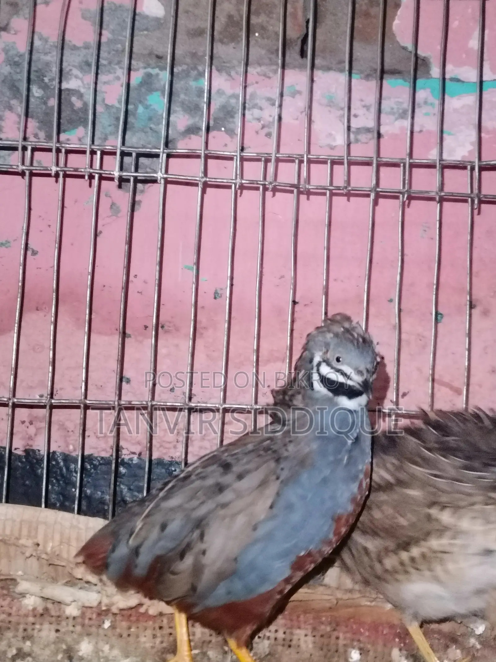 Adult King Quail - Price: BDT 2,000 on bikroy.com [Chuadanga Sadar]