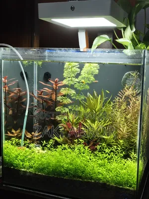 সুন্দর প্লান্টেড অ্যাকোয়ারিয়াম