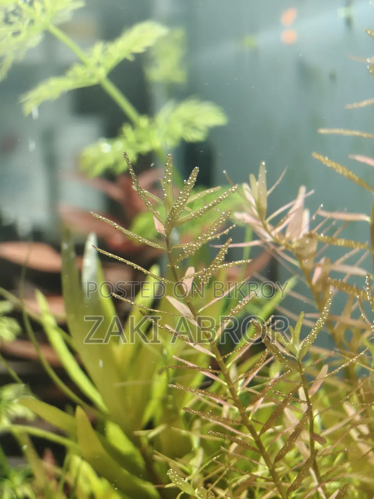 সুন্দর প্লান্টেড অ্যাকোয়ারিয়াম