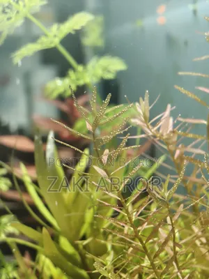 সুন্দর প্লান্টেড অ্যাকোয়ারিয়াম