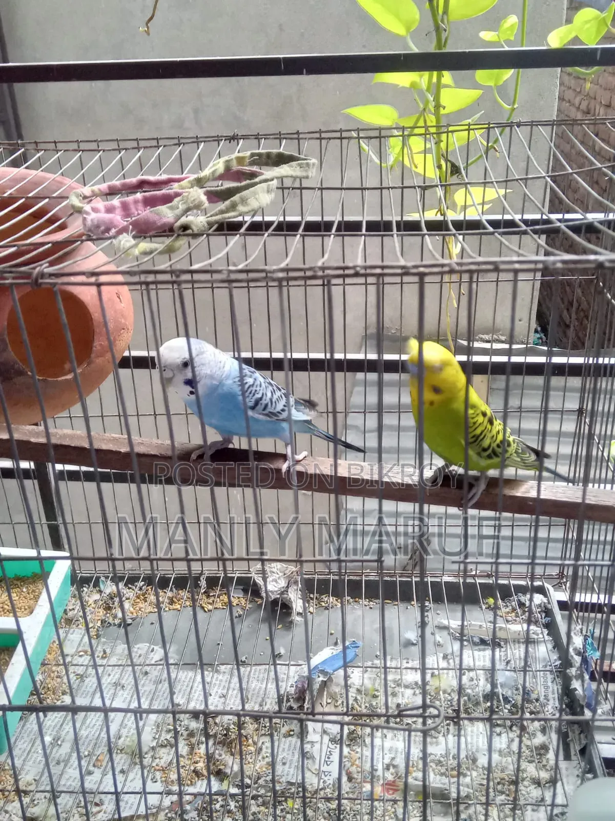 Rainbow Budgerigar Cross Pair