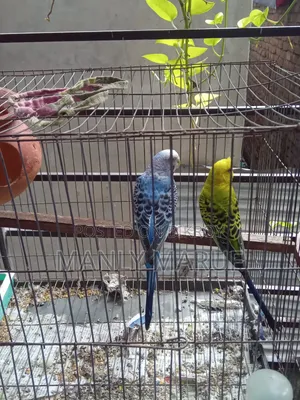 Rainbow Budgerigar Cross Pair
