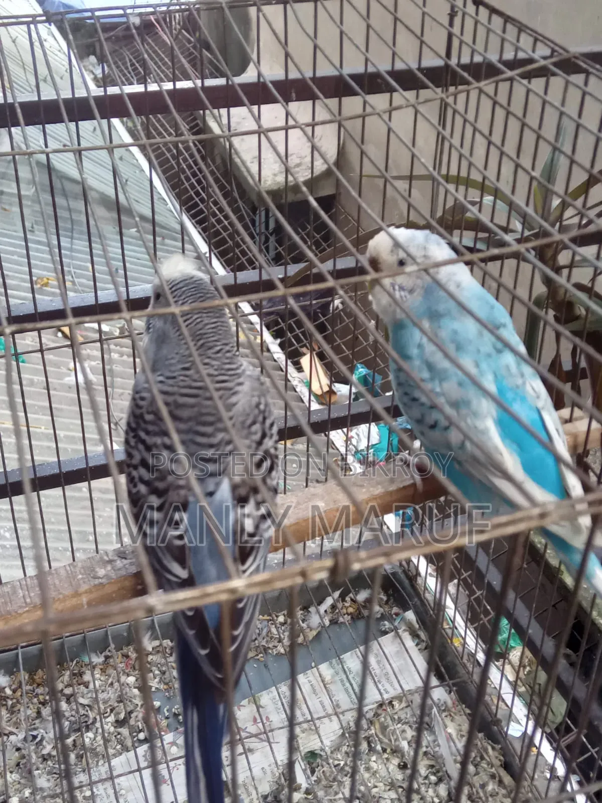 Rainbow Budgerigar Cross Pair