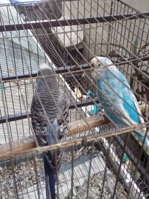 Rainbow Budgerigar Cross Pair