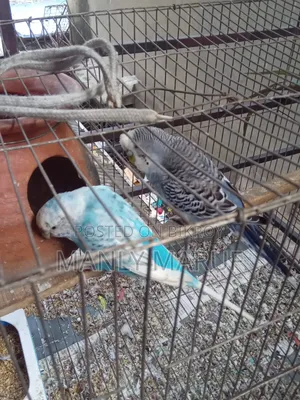 Rainbow Budgerigar Cross Pair