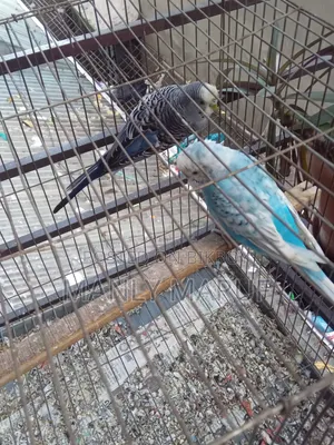Rainbow Budgerigar Cross Pair