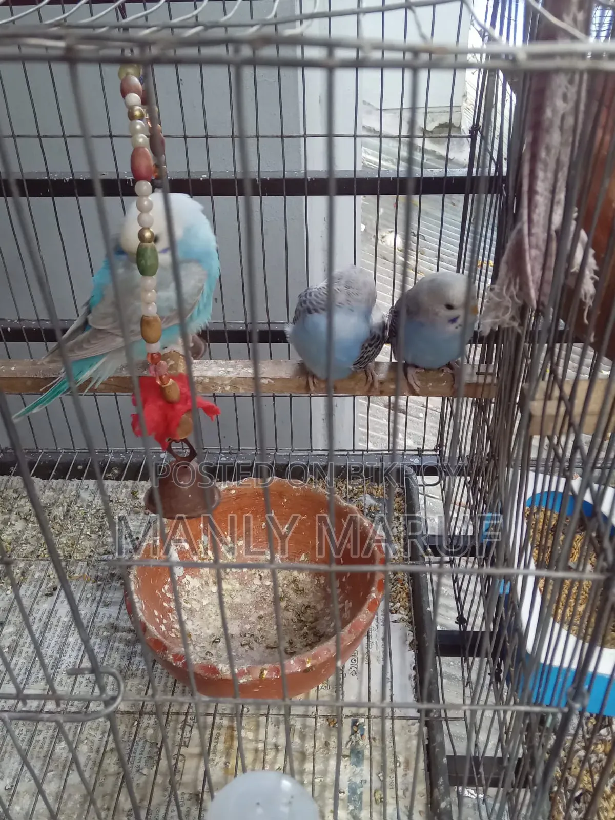 Rainbow Budgerigar Cross Pair