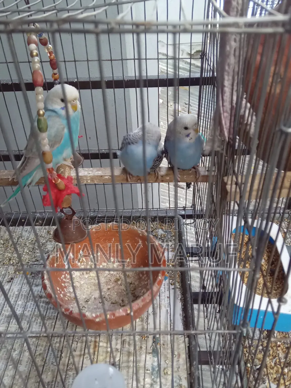 Rainbow Budgerigar Cross Pair