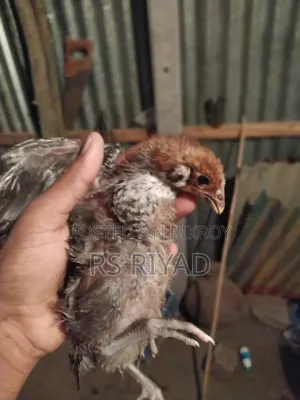 অরজিনাল মিশরীয় ফাওমি