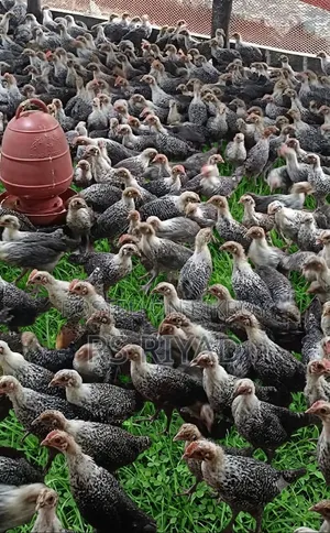 অরজিনাল মিশরীয় ফাওমি