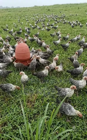 অরজিনাল মিশরীয় ফাওমি