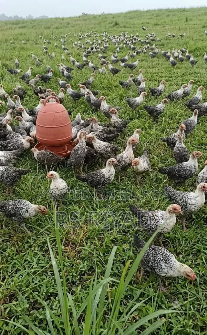 অরজিনাল মিশরীয় ফাওমি