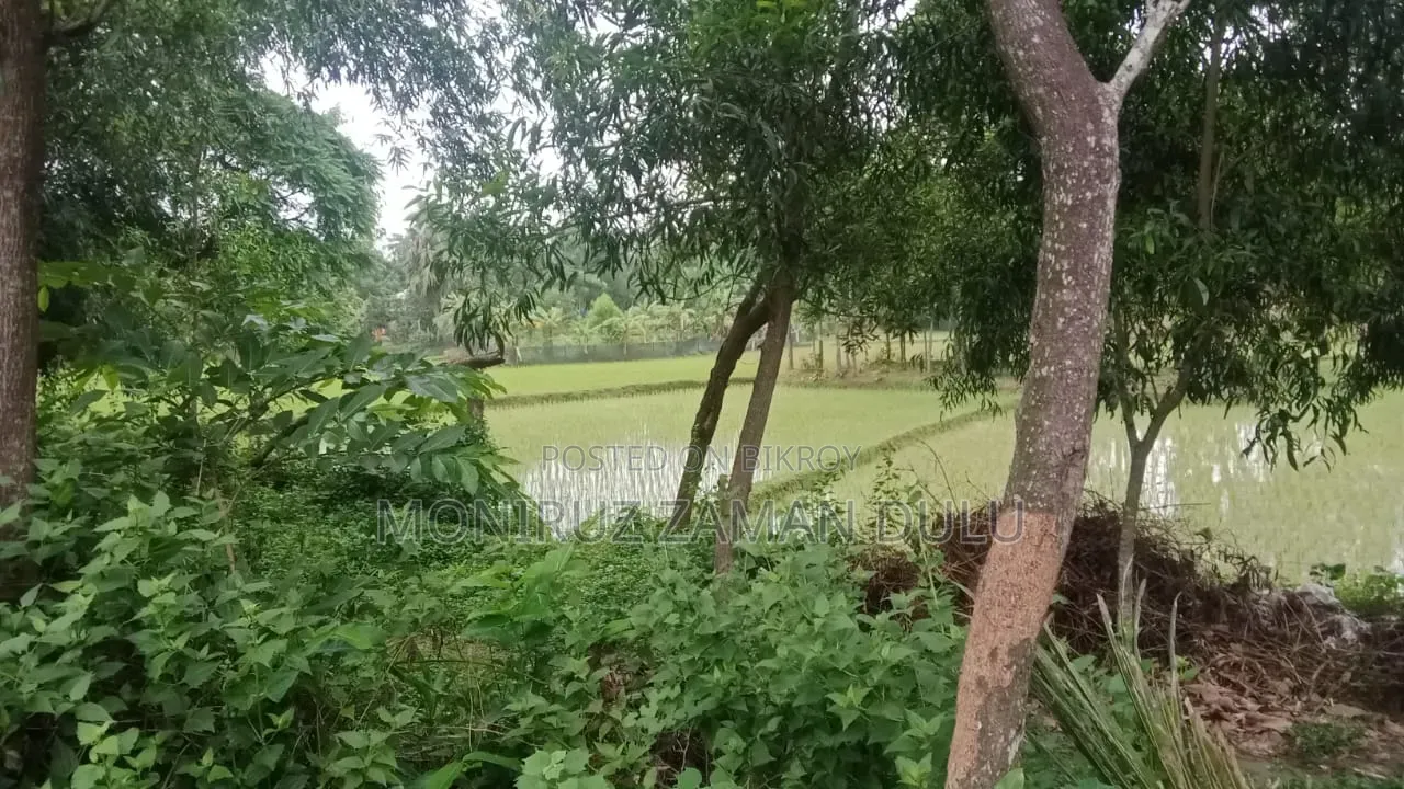 Nij Maona, Gazipur, Sreepur 6 Bigha Chala Land For Sale