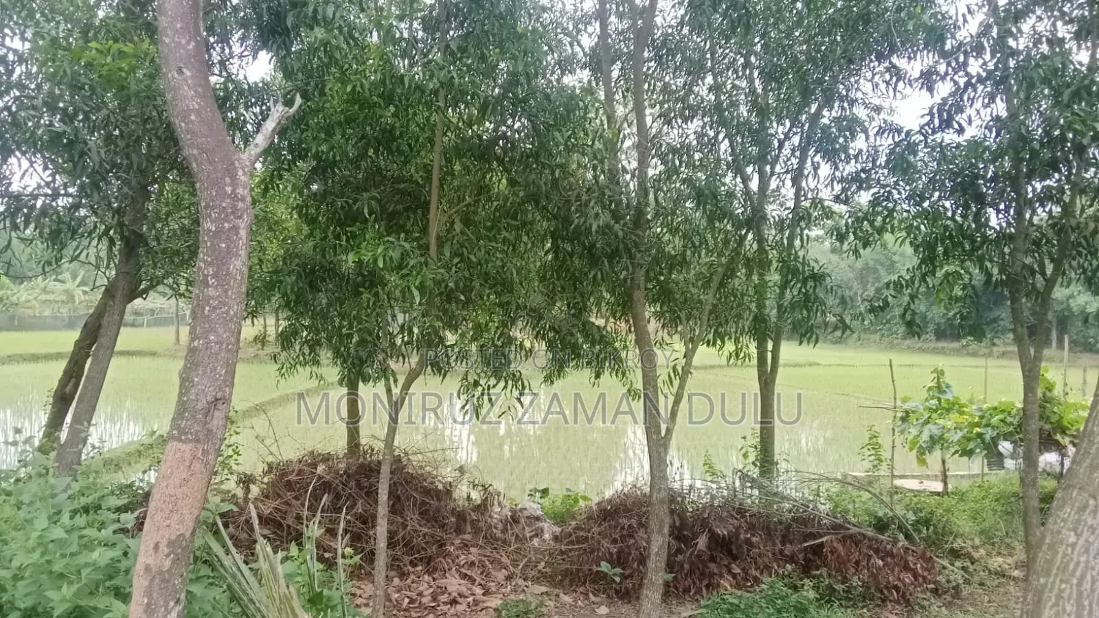 Nij Maona, Gazipur, Sreepur 6 Bigha Chala Land For Sale