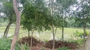 Nij Maona, Gazipur, Sreepur 6 Bigha Chala Land For Sale