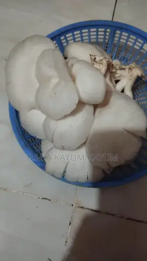 Fresh Oyster Mushroom | Fresh Oyster Mushroom | Home Delivery