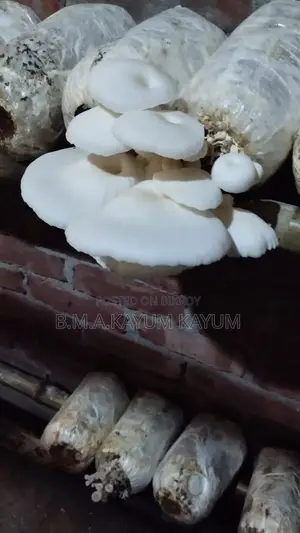 Fresh Oyster Mushroom | Fresh Oyster Mushroom | Home Delivery
