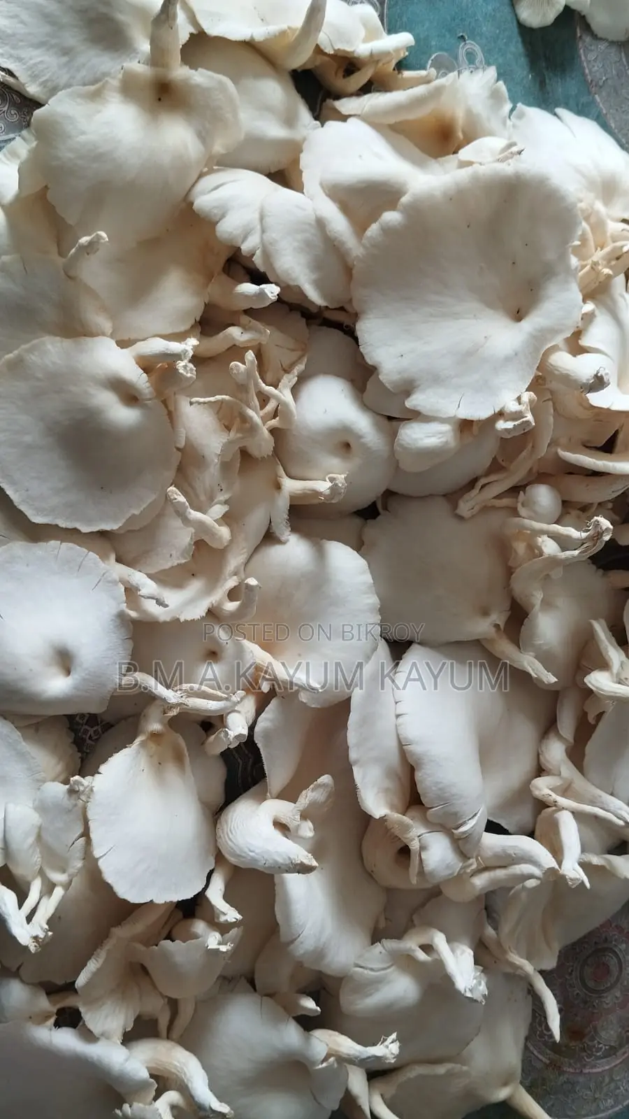 Fresh Oyster Mushroom | Fresh Oyster Mushroom | Home Delivery