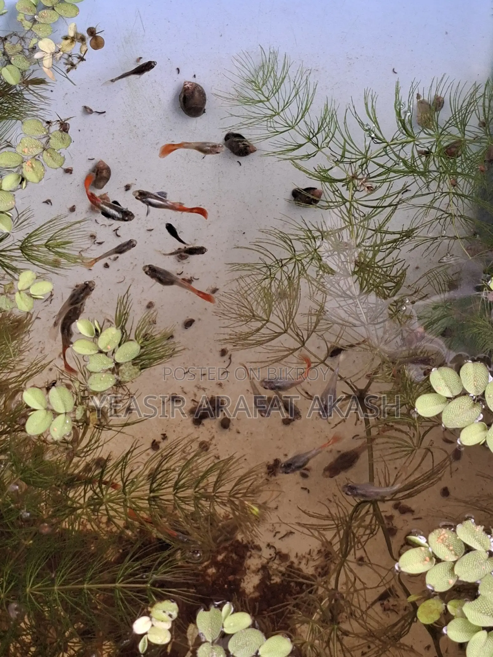 RTP Guppy Fish for Fish Aquarium