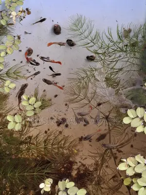 RTP Guppy Fish for Fish Aquarium