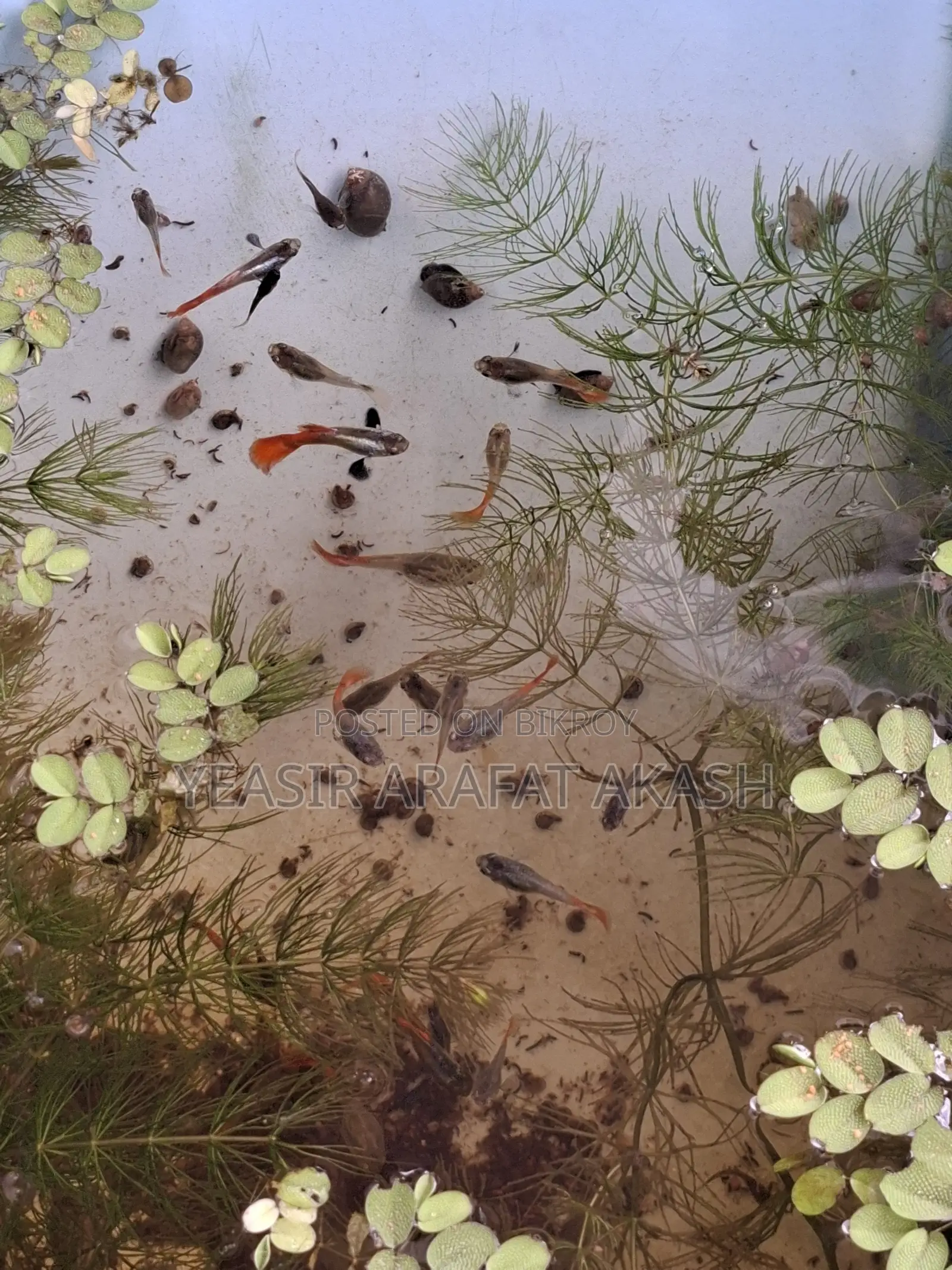 RTP Guppy Fish for Fish Aquarium