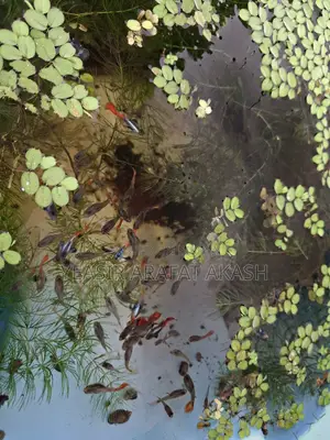RTP Guppy Fish for Fish Aquarium
