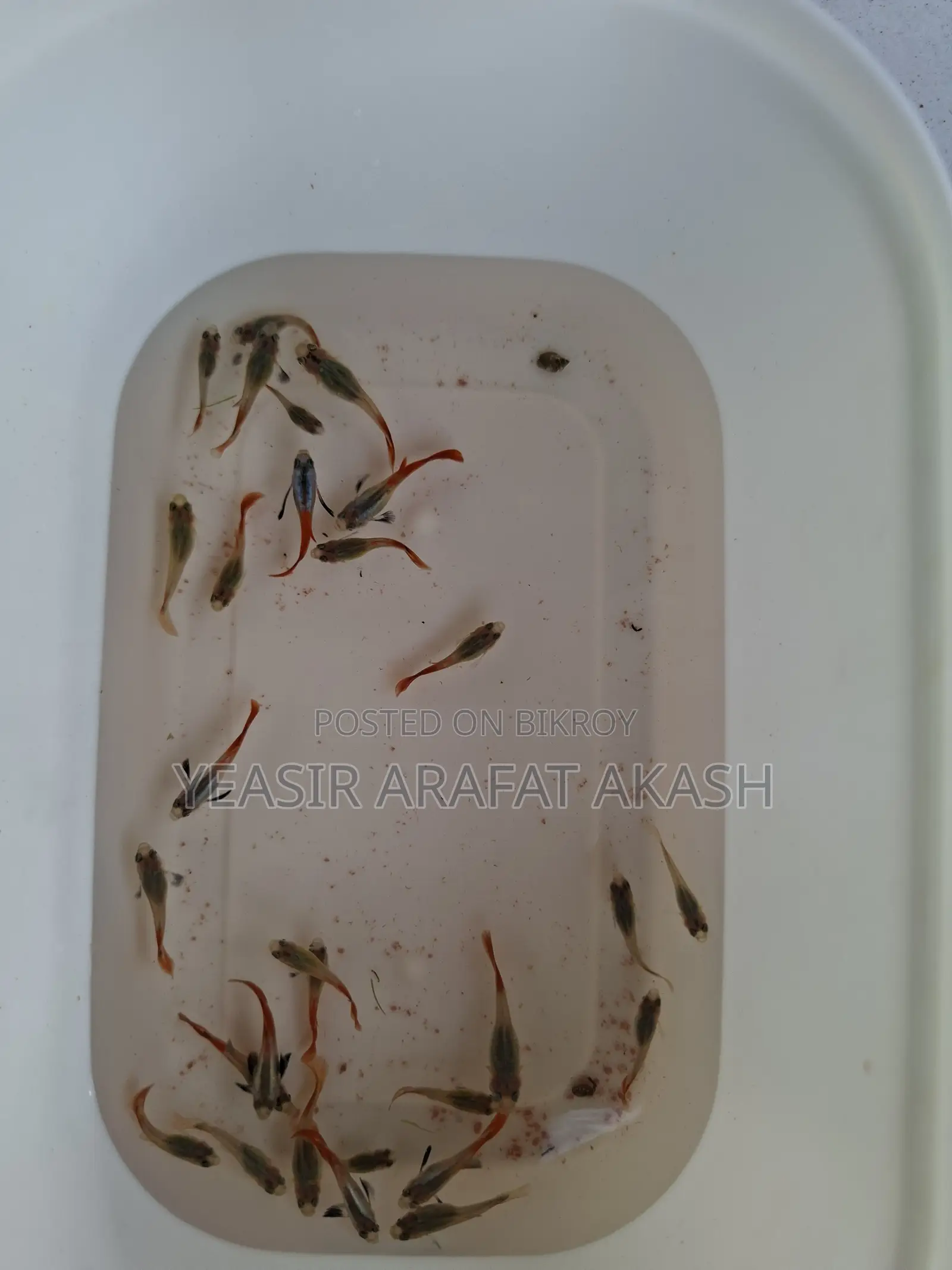 RTP Guppy Fish for Fish Aquarium