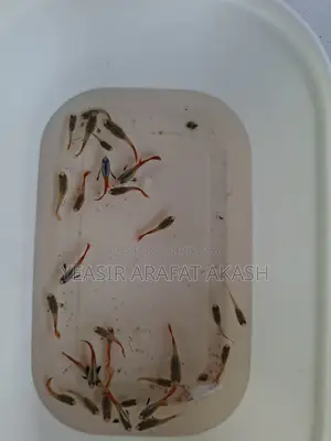RTP Guppy Fish for Fish Aquarium
