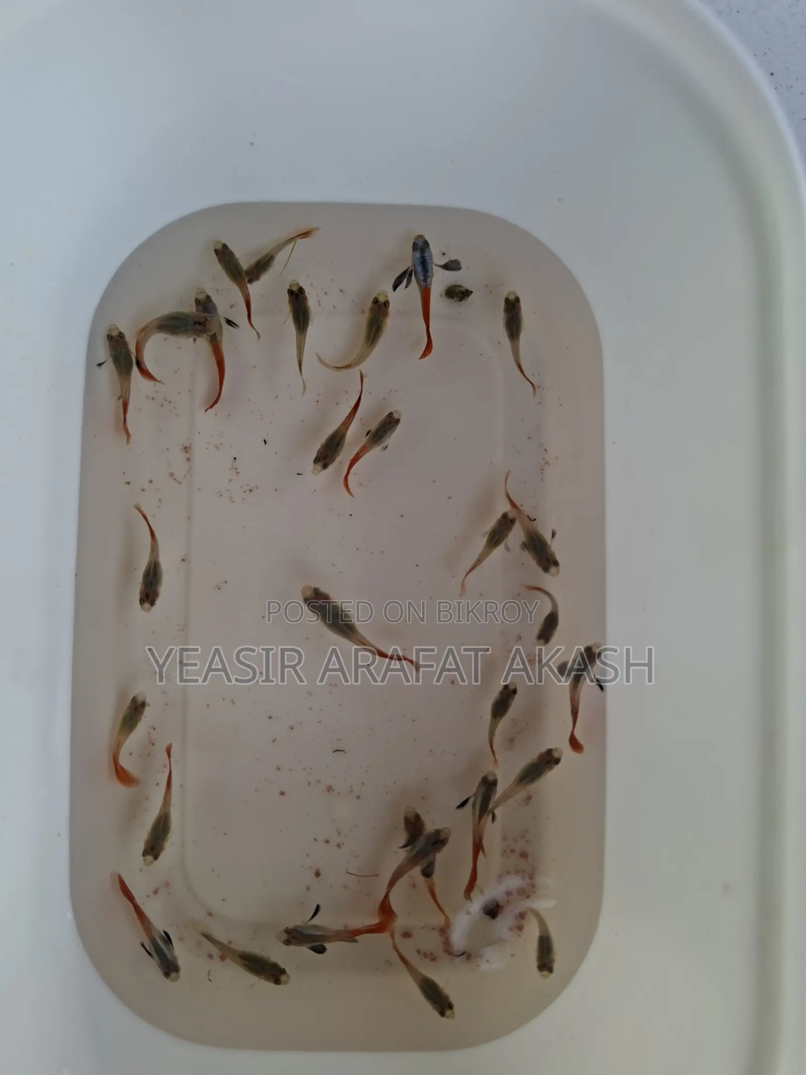 RTP Guppy Fish for Fish Aquarium