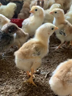 মিসরি ফাউমি ও সোনালী মুরগির বাচ্চা