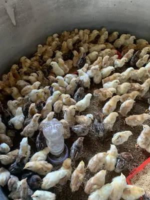 মিসরি ফাউমি ও সোনালী মুরগির বাচ্চা