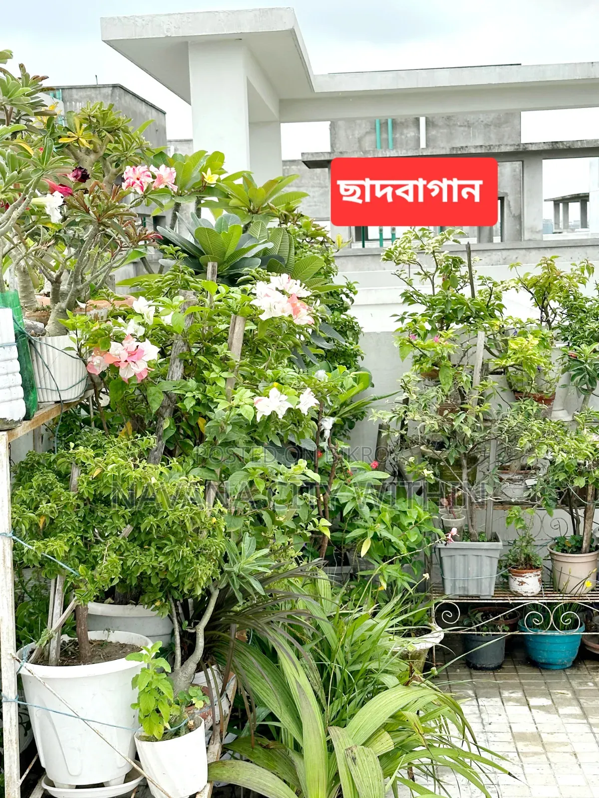 ৩ বেডরুমের কনডো নাভানা রিয়েল এস্টেট, মিরপুর বিক্রয়ের জন্য