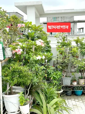 ৩ বেডরুমের কনডো নাভানা রিয়েল এস্টেট, মিরপুর বিক্রয়ের জন্য