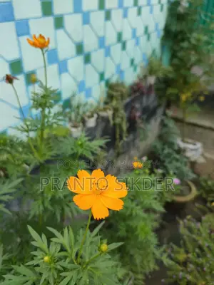 অপ্পো ফাইন্ড এক্স২ নিও ২৫৬ জিবি ব্ল্যাক