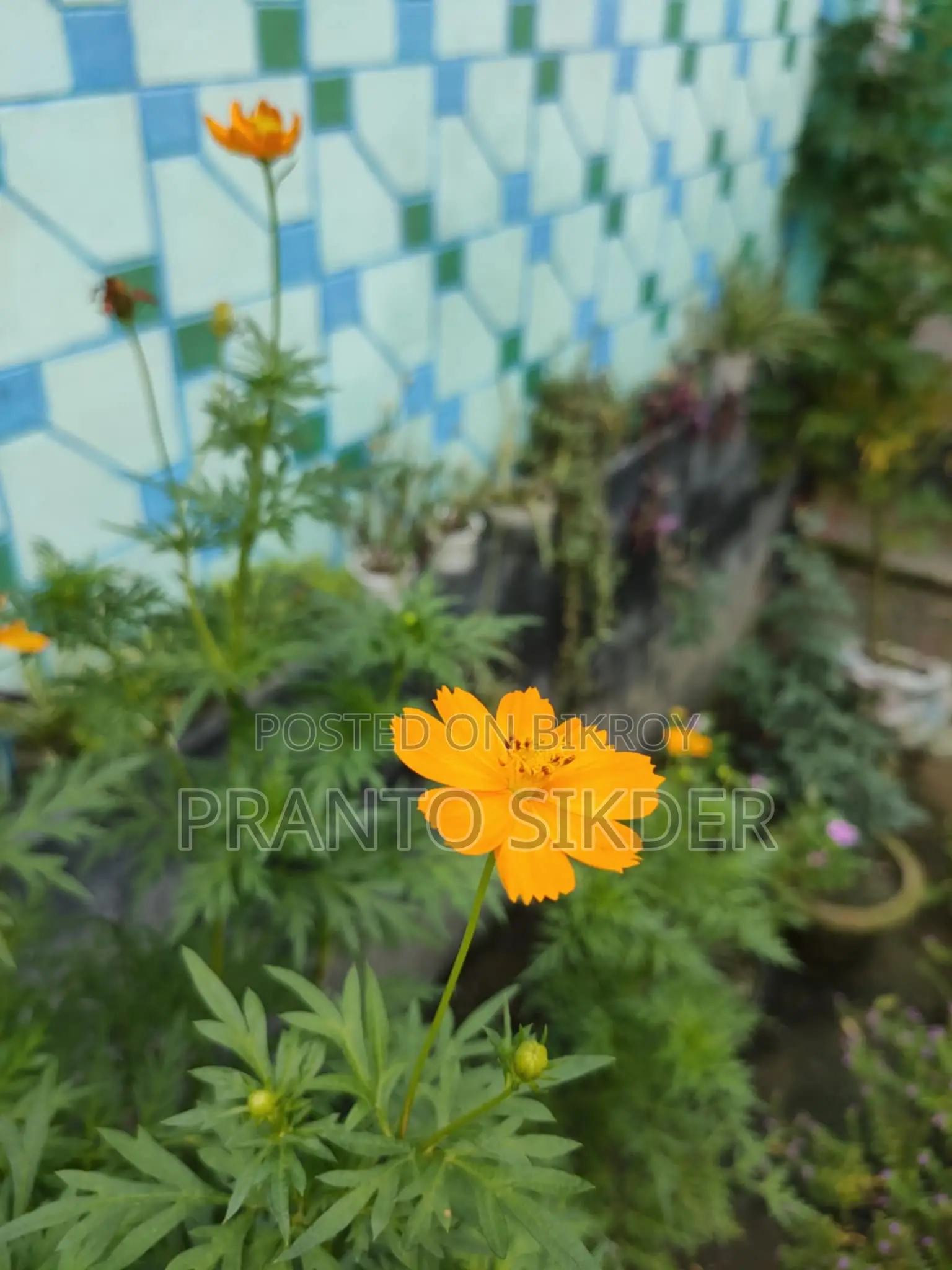 অপ্পো ফাইন্ড এক্স২ নিও ২৫৬ জিবি ব্ল্যাক