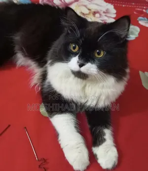 1+ Year Male Mixed Breed Persian Cat