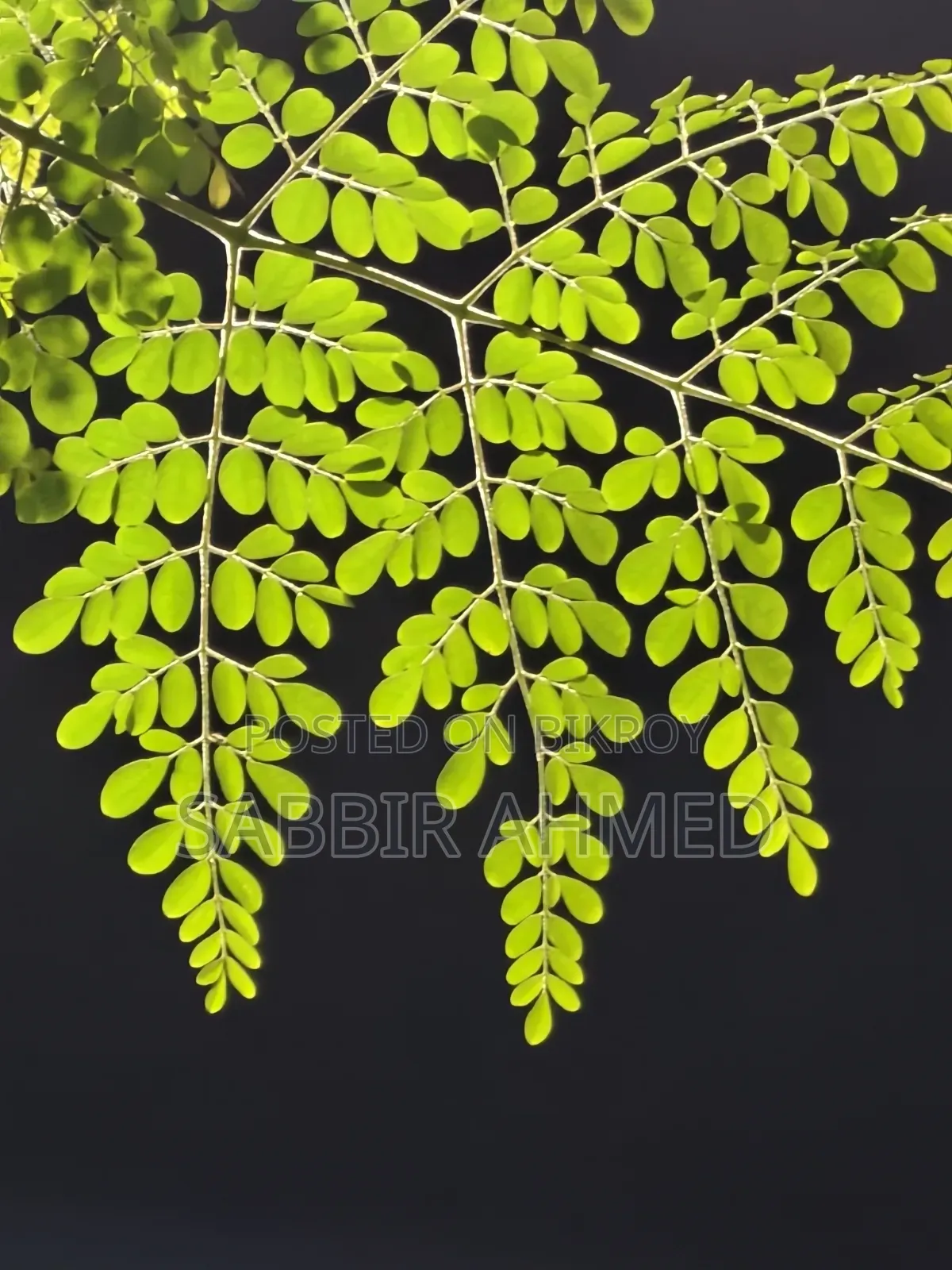 ভিভো এক্স২০০ এফই ৫১২ জিবি পিংক