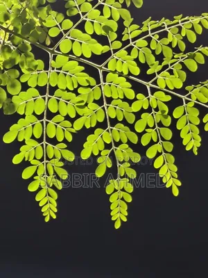 ভিভো এক্স২০০ এফই ৫১২ জিবি পিংক