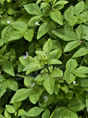 ভিভো এক্স২০০ এফই ৫১২ জিবি পিংক