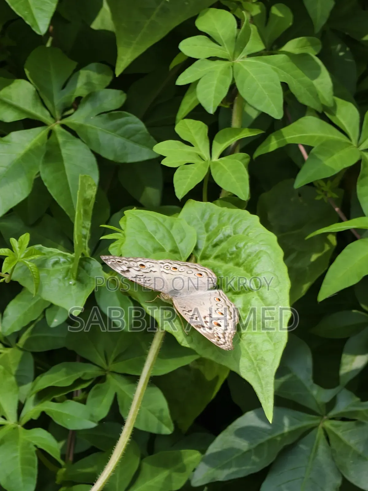 ভিভো এক্স২০০ এফই ৫১২ জিবি পিংক
