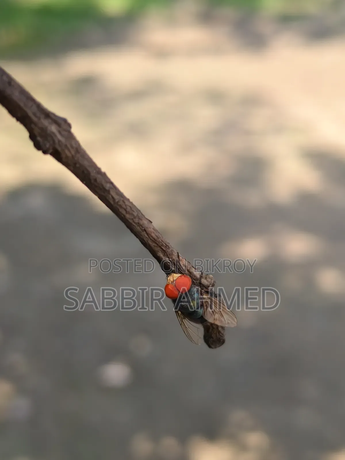 ভিভো এক্স২০০ এফই ৫১২ জিবি পিংক
