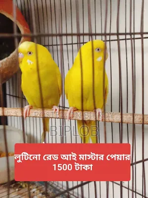 Budgerigar Bird