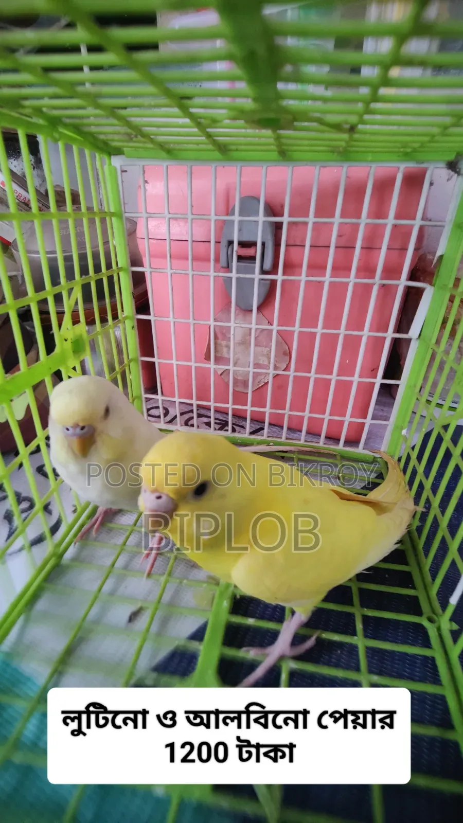 Budgerigar Bird