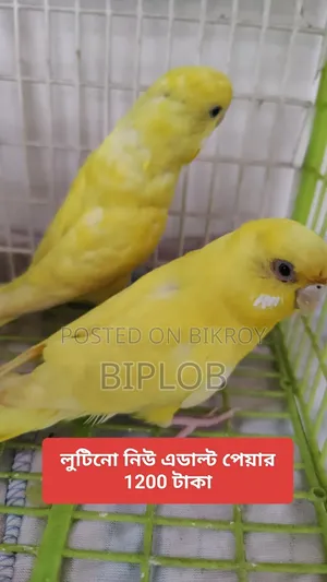 Budgerigar Bird