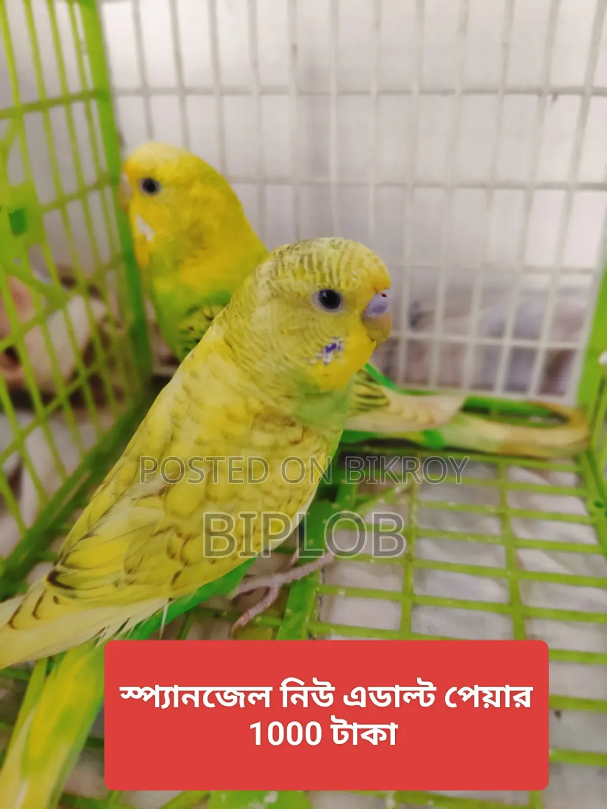 Budgerigar Bird