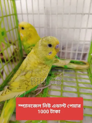 Budgerigar Bird